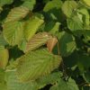 Hazelnut Beaked #2 - Image 2